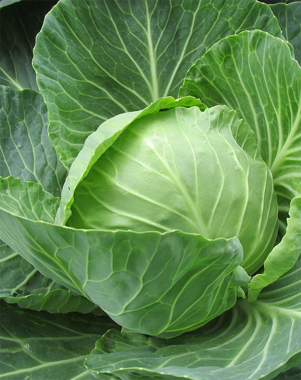 Kürbis & Kohl