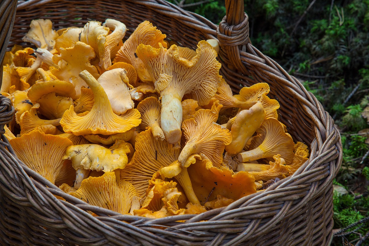 An-Pfiff für die kleinen feinen Pilze